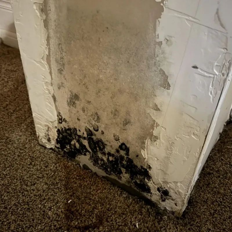Professional Mold Removal in Trinity County, CA